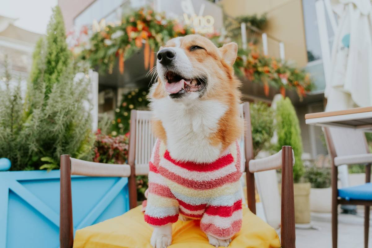 Infographic showing how dogs lose body heat in cold weather vs. how Thermopet smart clothing maintains core temperature with targeted heating zones around joints and chest