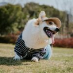 Is ComfortFlex Pet Clothing the Future of Smart Dog Fashion? Here’s What Every Pet Parent Needs to Know