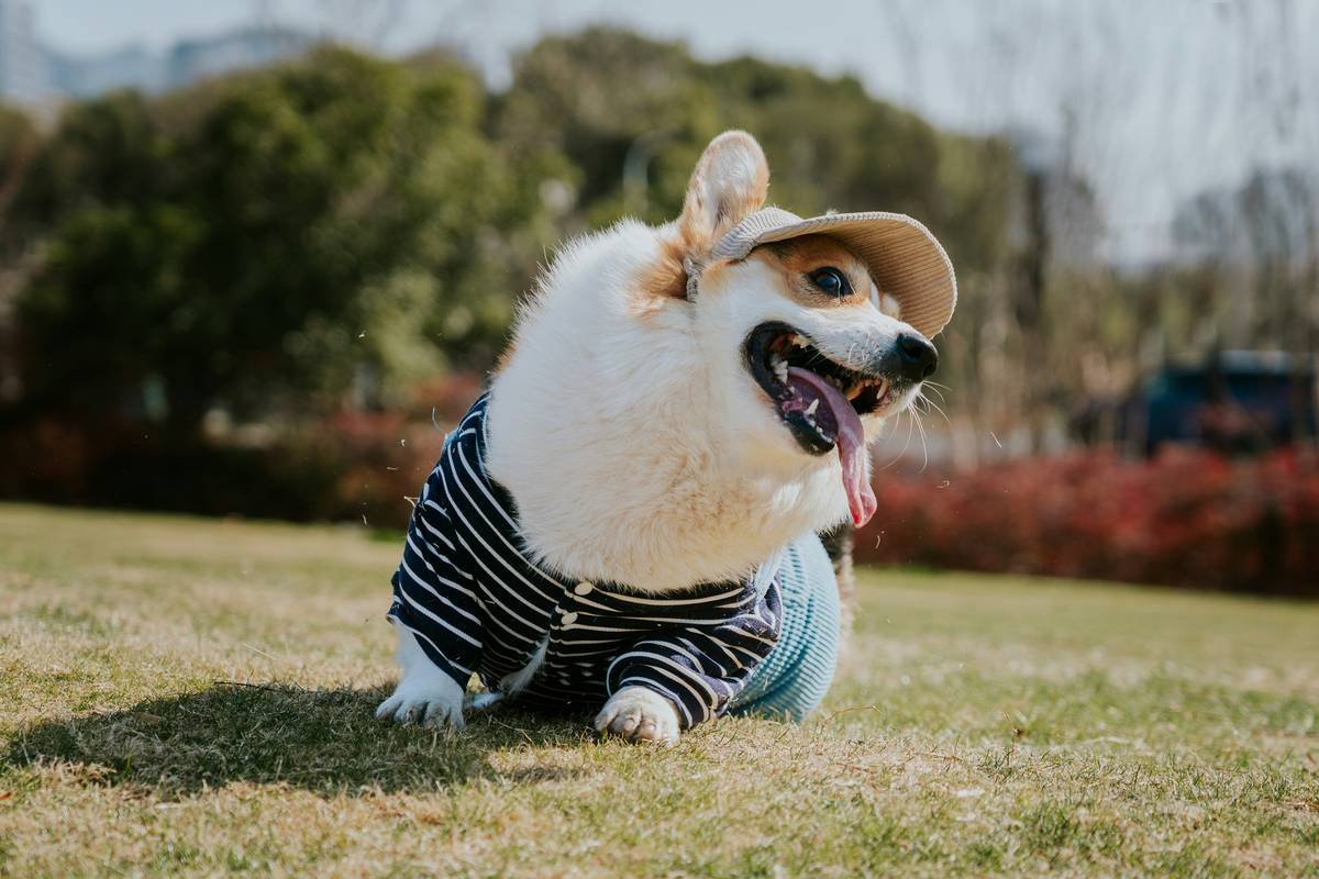 Is ComfortFlex Pet Clothing the Future of Smart Dog Fashion? Here’s What Every Pet Parent Needs to Know