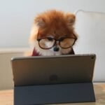 Is PetFit Smart Clothing the Future of Pet Health—or Just Another Gimmick?