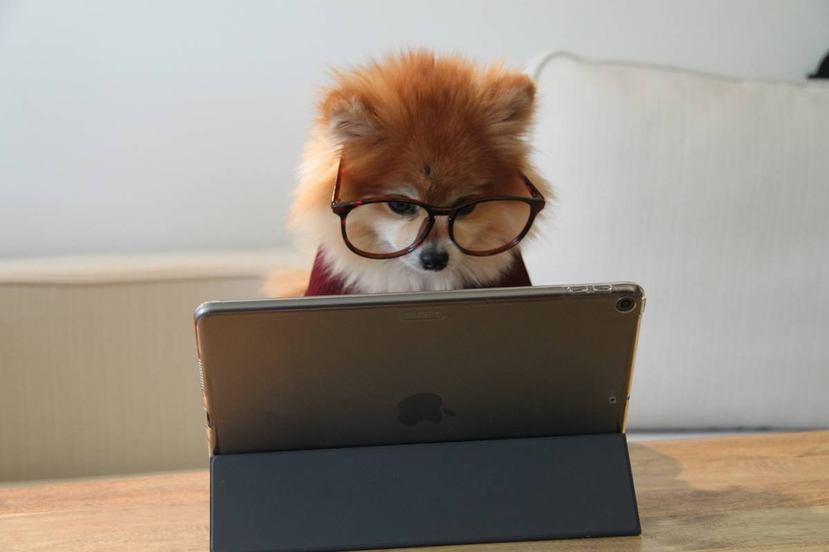 Is PetFit Smart Clothing the Future of Pet Health—or Just Another Gimmick?