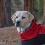 Is Warmtail Heated Clothing the Secret to Keeping Your Dog Cozy This Winter? (Spoiler: Yes—But Only If You Do It Right)