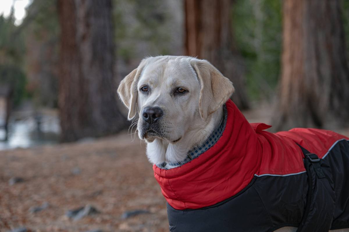 Is Warmtail Heated Clothing the Secret to Keeping Your Dog Cozy This Winter? (Spoiler: Yes—But Only If You Do It Right)