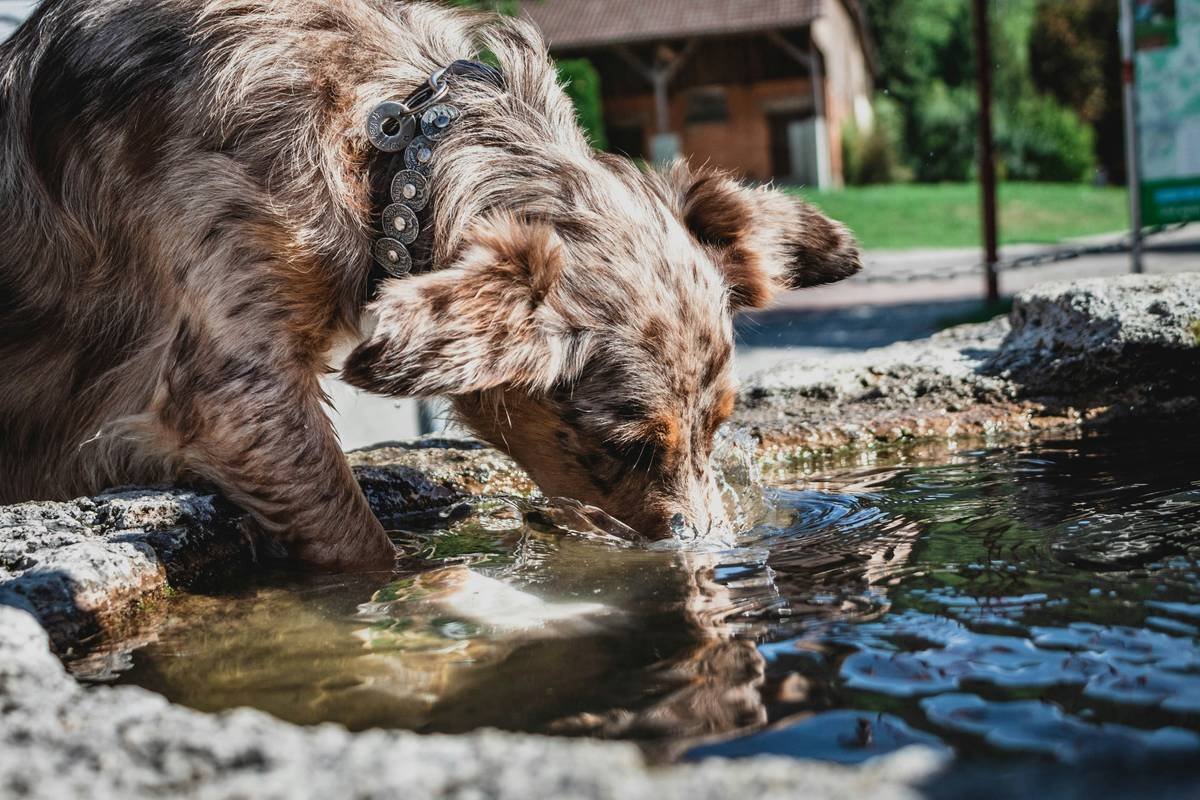 Is Your Dog Overheating in Silence? Why Coolpaws Temperature Wear Could Be a Lifesaver