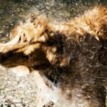 Is Your Dog Overheating in Summer? Why TempGuard Pet Apparel Is a Game-Changer for Smart Pet Parents