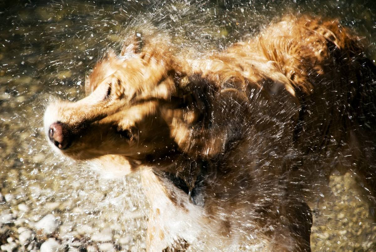 Is Your Dog Overheating in Summer? Why TempGuard Pet Apparel Is a Game-Changer for Smart Pet Parents