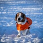 Is Your Dog Shivering in the Snow? Why Frostshield Pet Wear Is the Smart Clothing Upgrade You Didn’t Know You Needed