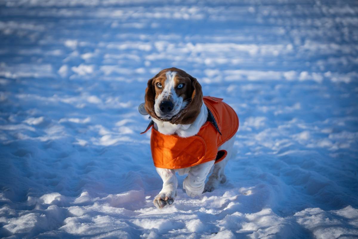Is Your Dog Shivering in the Snow? Why Frostshield Pet Wear Is the Smart Clothing Upgrade You Didn’t Know You Needed