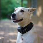 Is Your Furball One Dash Away from Disaster? Why GPS Wearable Pet Tech Is the Only Smart Clothing Upgrade That Actually Matters