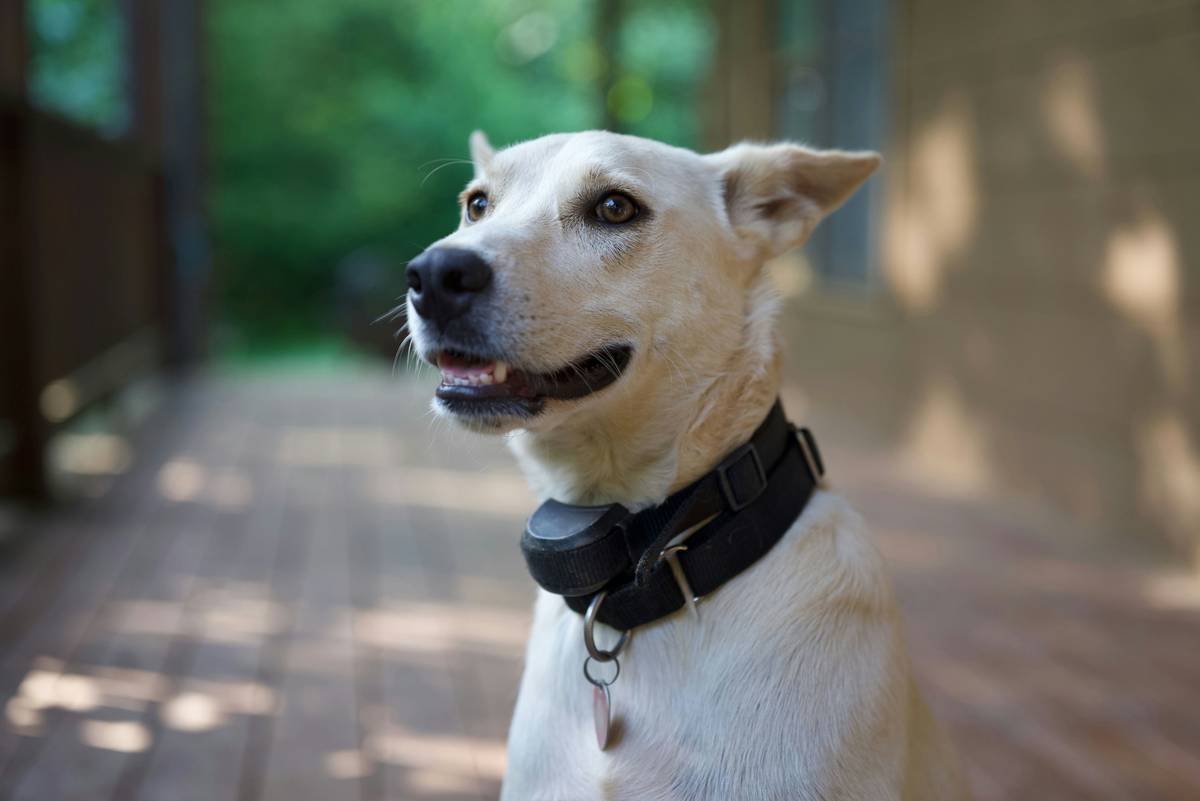Is Your Furball One Dash Away from Disaster? Why GPS Wearable Pet Tech Is the Only Smart Clothing Upgrade That Actually Matters