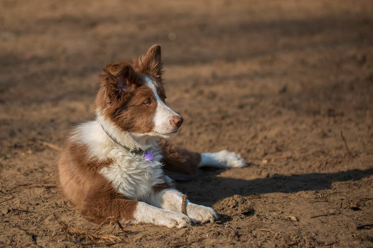 Is Your GPS Pet Clothing System Actually Keeping Them Safe? (Spoiler: Most Don’t)