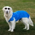 Is Your Pup Overheating or Shivering? Why a Temperature Smart Pet Outfit Might Be the Game-Changer You Didn’t Know You Needed