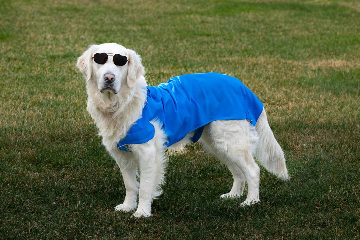Is Your Pup Overheating or Shivering? Why a Temperature Smart Pet Outfit Might Be the Game-Changer You Didn’t Know You Needed