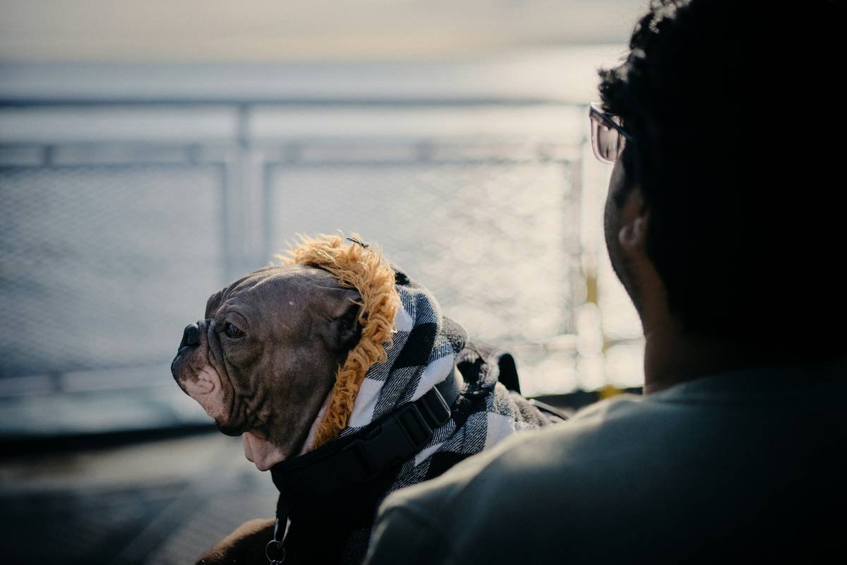Is Your Pup’s Wardrobe Working Hard Enough? Why comfortpaws pet wear Is the Smart Choice for Modern Pet Parents