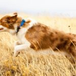Is Your Pup Wearing a GPS Tracker—or Just Another Itchy Vest? Meet navipet GPS Apparel