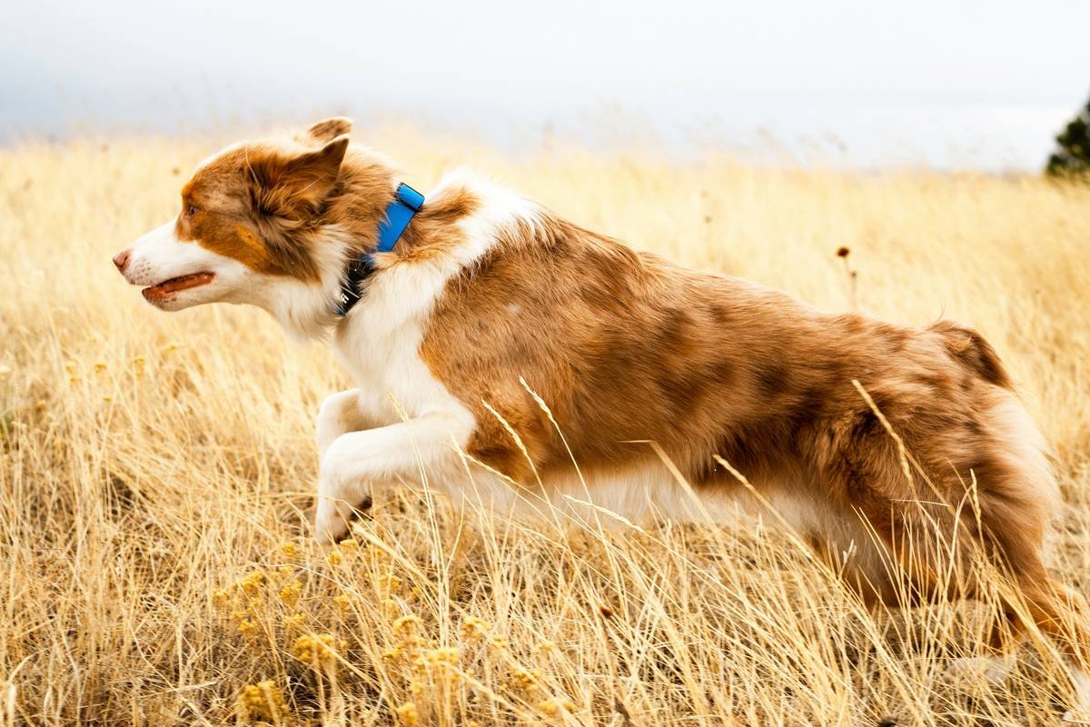 Is Your Pup Wearing a GPS Tracker—or Just Another Itchy Vest? Meet navipet GPS Apparel