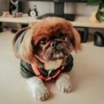 pet apparel comfort review: Why Your Dog Hates That Sweater (And What Actually Works)