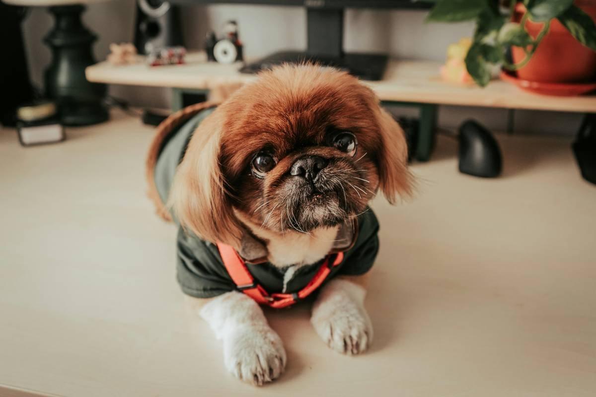 pet apparel comfort review: Why Your Dog Hates That Sweater (And What Actually Works)