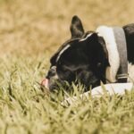 Pet Cooling Apparel Guide: Keep Your Furry Friend Chill Without Compromising Comfort or Safety