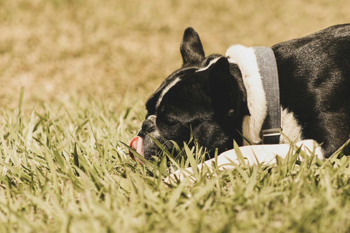 Pet Cooling Apparel Guide: Keep Your Furry Friend Chill Without Compromising Comfort or Safety