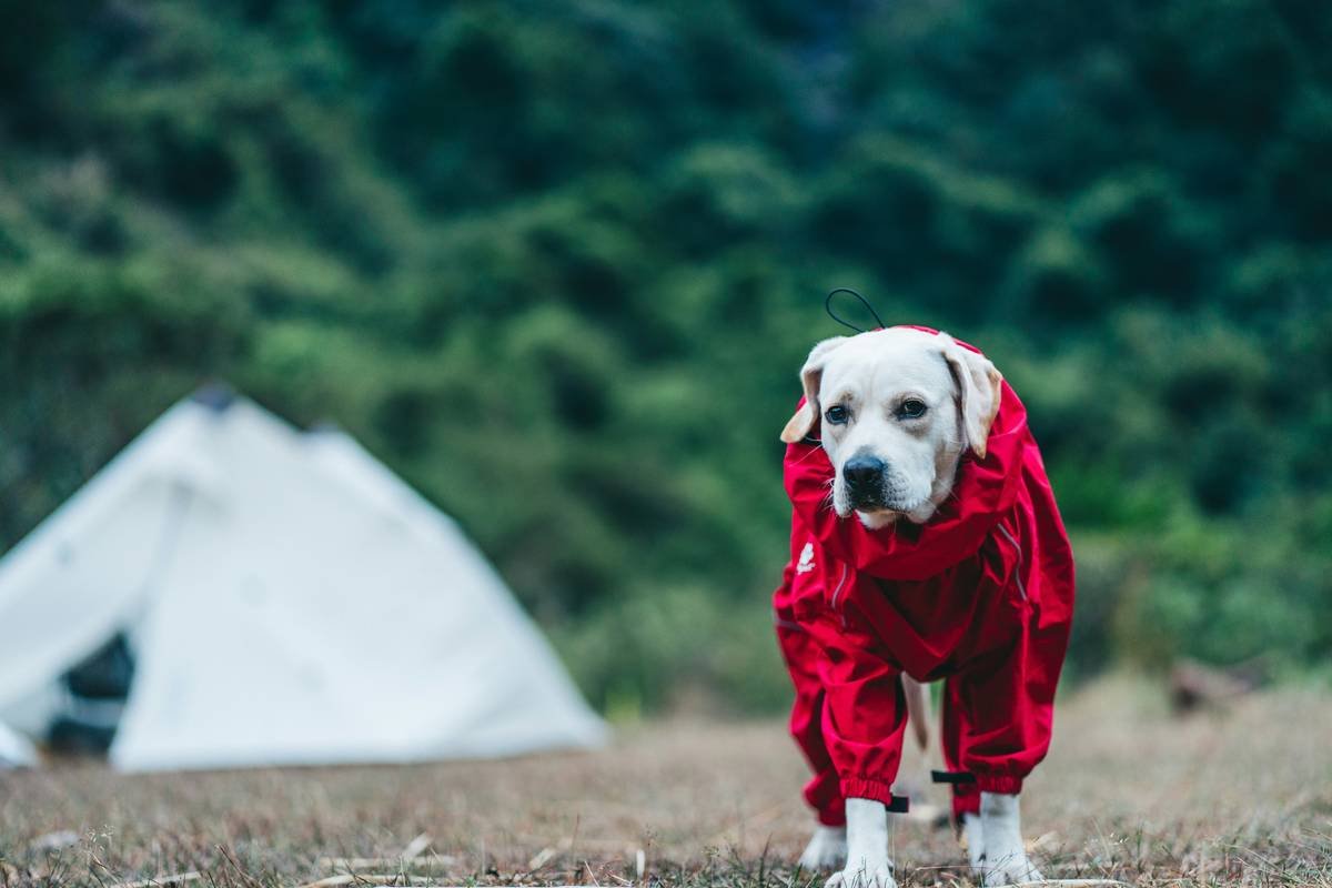 Diagram comparing softshell vs. cotton vs. polyester dog jackets showing breathability, water resistance, and flexibility metrics