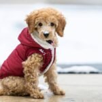SnugFit Pet Apparel: Why Your Dog Deserves Smart, Comfort-First Clothing (And How to Choose It Right)