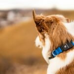 TrackPaw GPS Clothing: The Smart Way to Keep Your Dog Safe (Without the Bulk)