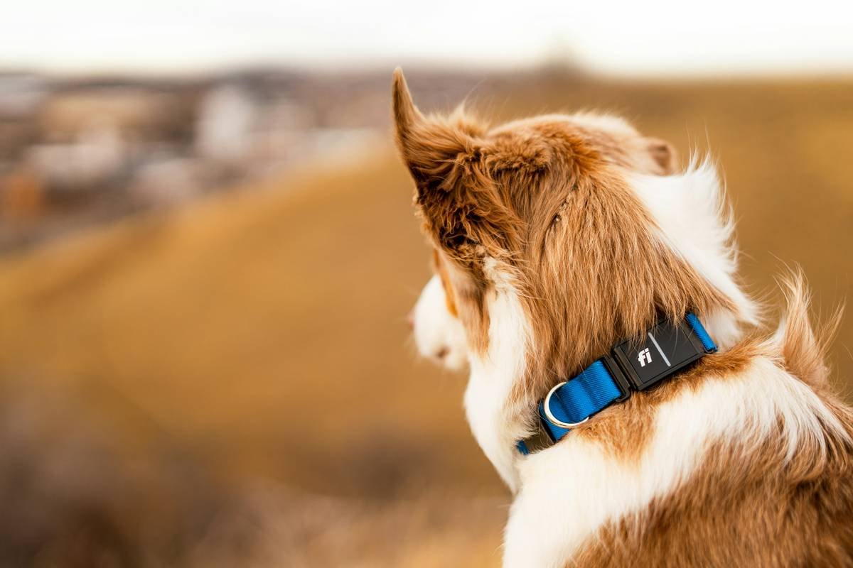 TrackPaw GPS Clothing: The Smart Way to Keep Your Dog Safe (Without the Bulk)