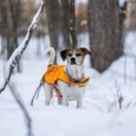 Why Your Dog Deserves Softshell Pet Clothing (And How to Pick the Right One)