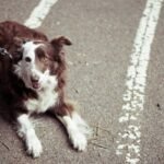 Why Your Dog’s Sweater Isn’t Enough: The Real Science Behind Pet Apparel Fit Science