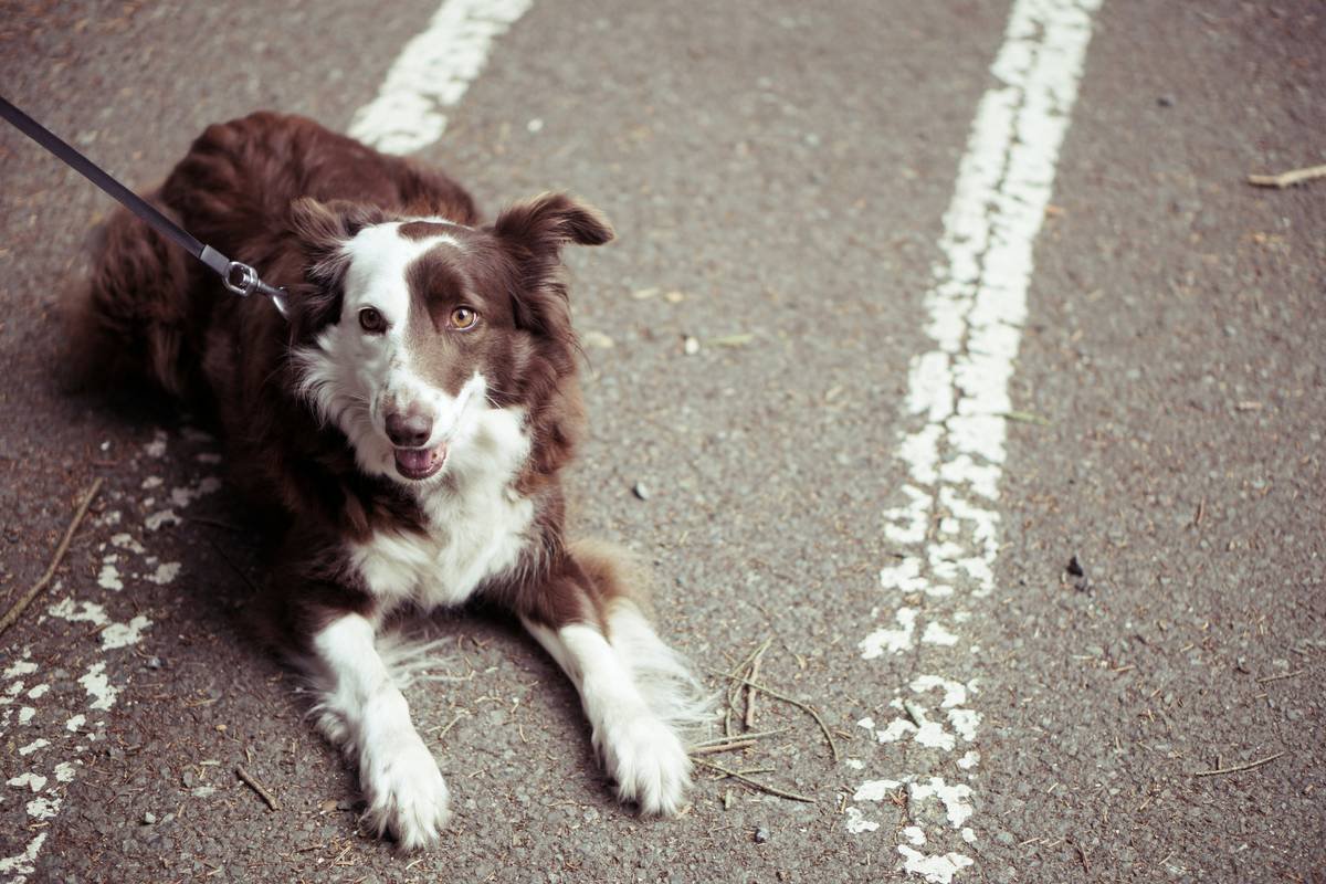 Why Your Dog’s Sweater Isn’t Enough: The Real Science Behind Pet Apparel Fit Science