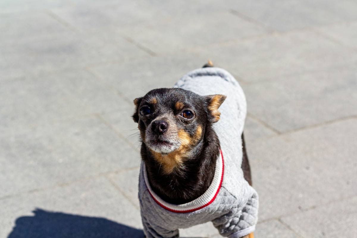 Why Your Pet Hates Their “Cute” Outfit—And How Pet Clothing Comfort Tech Solves It