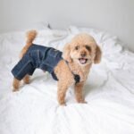 Why Your Pet’s “Cute” Outfit Might Be Hurting Their Mobility—And How to Choose the Right Pet Clothing Mobility Fit