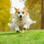 Adaptive Fit Pet Wear: The Smart Solution for Pets Who Hate Costumes (But Love Comfort)