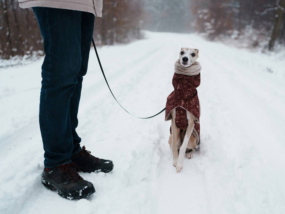 Before-and-after photo: Luna shivering in old coat vs. relaxed in Ruffwear Summit Vest during snow hike