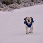 Comfort Mesh Pet Clothing: The Smart, Breathable Upgrade Your Furry Friend Actually Needs