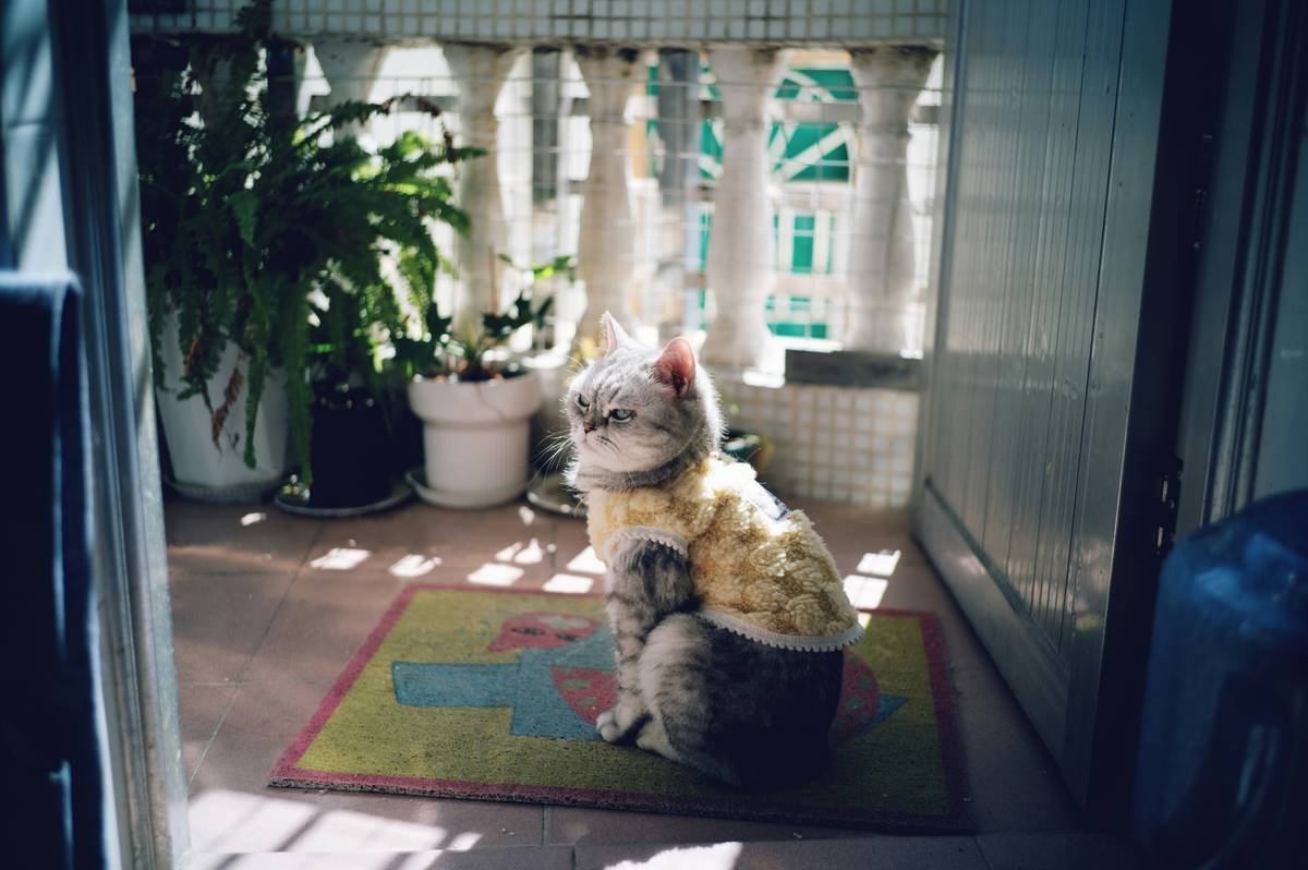 Close-up of dog wearing pet clothing soft materials showing seamless interior lining