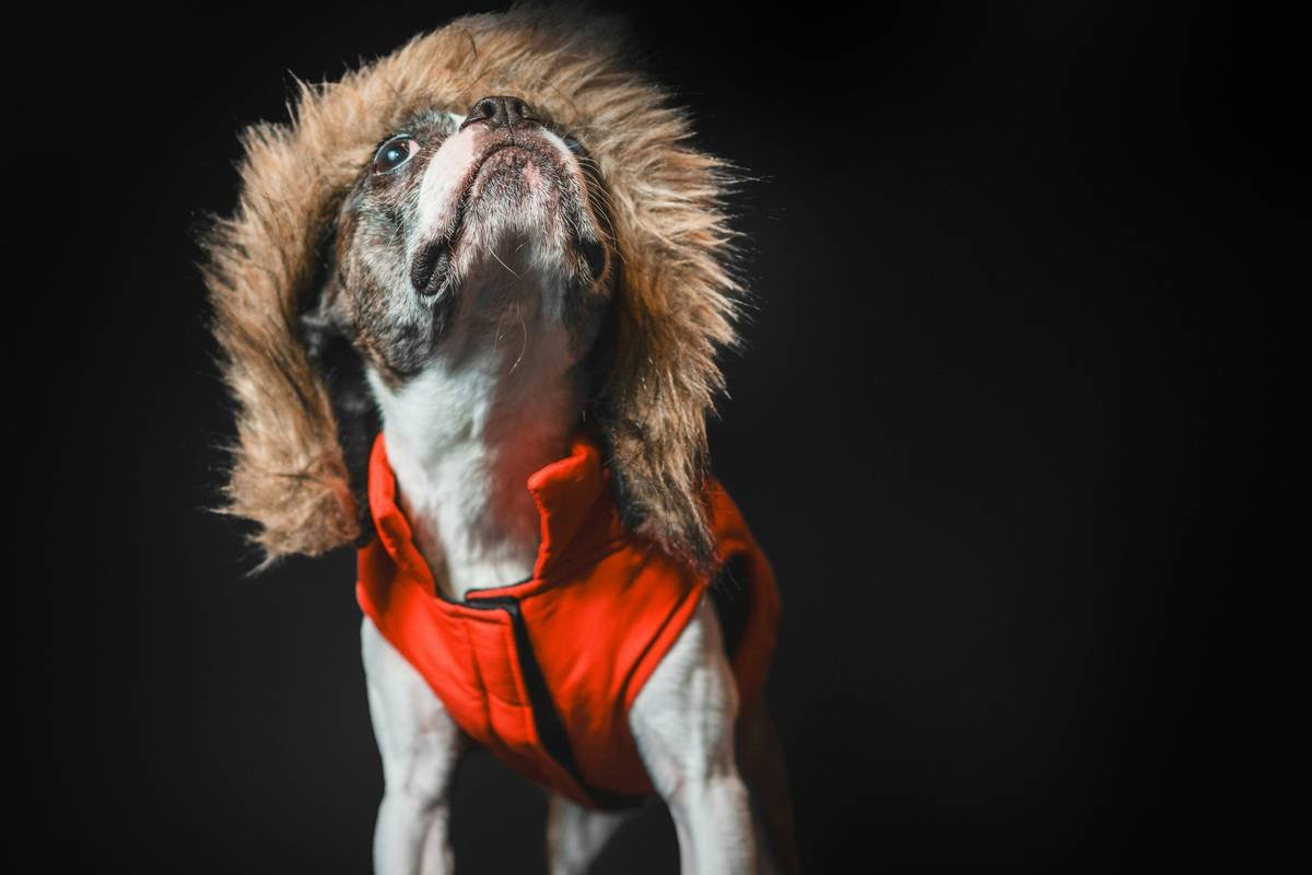 close-up of pet apparel comfort tech fabric showing seamless knit and breathable texture