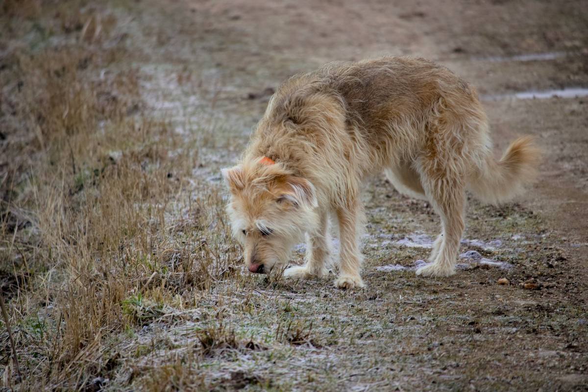 Comparison table of top GPS pet clothing brands showing battery life, waterproof rating, subscription cost, and washability