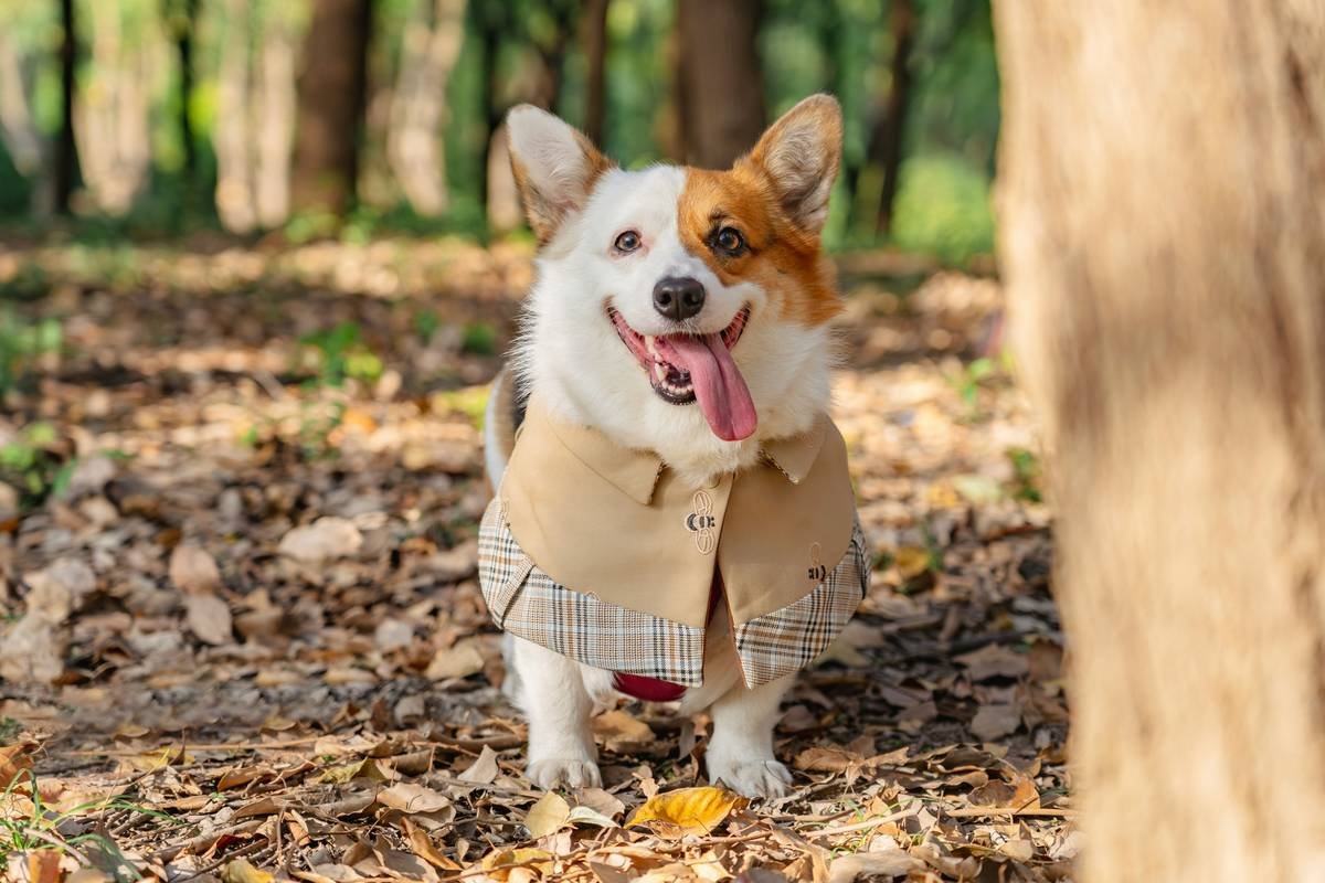 Side-by-side comparison showing advanced pet clothing comfort trends design elements