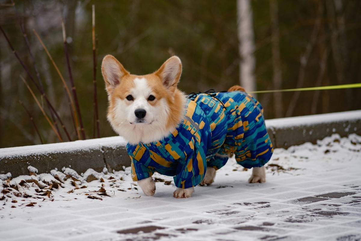Infographic comparing heat retention, breathability, and moisture management in traditional vs. smart insulation pet wear