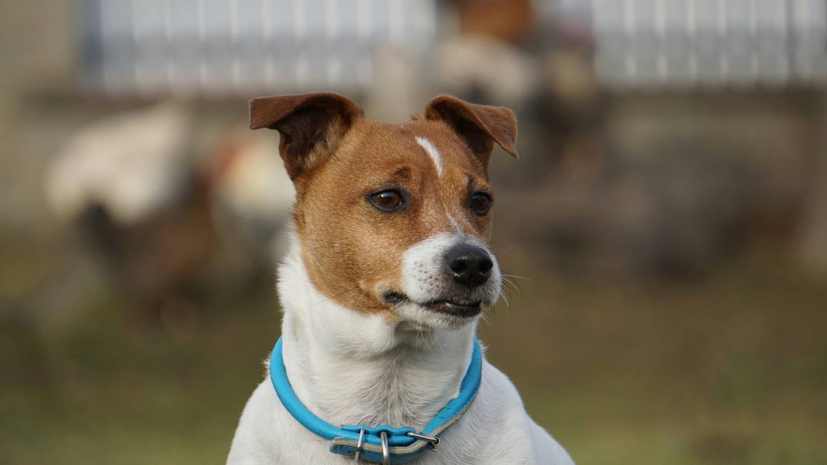 Infographic showing that 68% of lost dogs are found within 1 mile, but GPS wearables reduce search time by 73% according to 2023 pet safety study