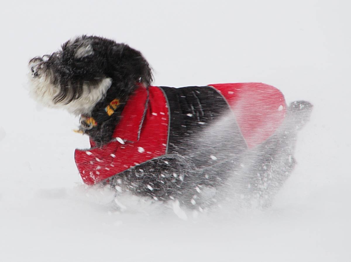 dog wearing adaptive thermal pet clothing during snowfall