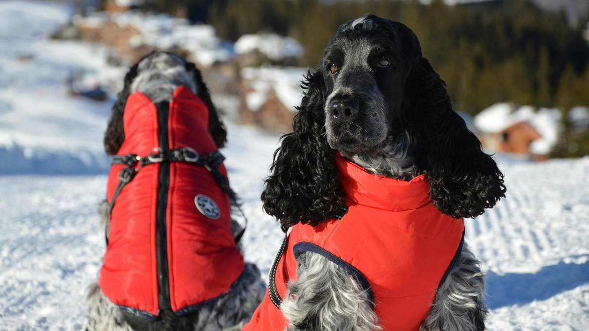 close-up of adaptive thermal pet clothing material showing phase-change lining