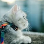 Is Your Pet’s “Pressure Fit” Clothing Helping… or Hurting? Here’s the Truth About Pet Clothing Pressure Fit