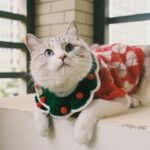 Pet Clothing Comfort Trends: What Actually Works in 2024