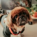 Pet Clothing Fit Innovation: Redefining Comfort for Your Four-Legged Family