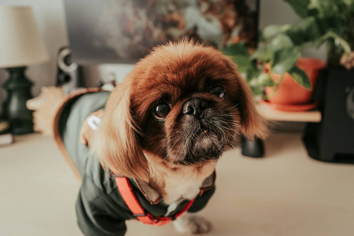Pet Clothing Fit Innovation: Redefining Comfort for Your Four-Legged Family