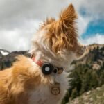 Pet Comfort Wear Research: What Most Brands Won't Tell You About Smart Clothing for Dogs