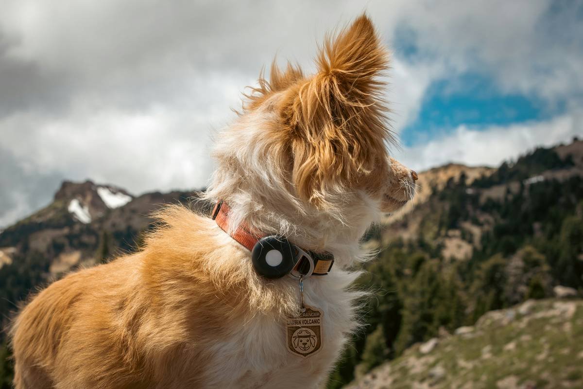 Pet Comfort Wear Research: What Most Brands Won't Tell You About Smart Clothing for Dogs